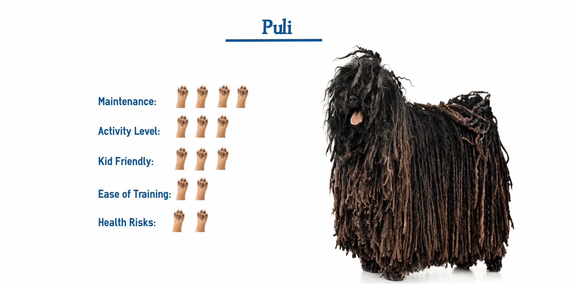 puli dog breed overview