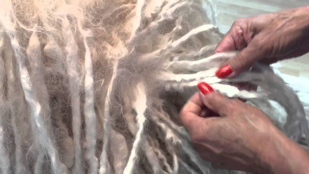 woman separates cords as she grooms white puli dreadlock coat