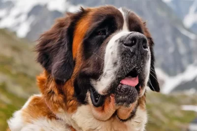 Saint Bernard Gentle Giant Dog Breed: History, Cost, Temperament & Health Care Tips |  Myths & Legends