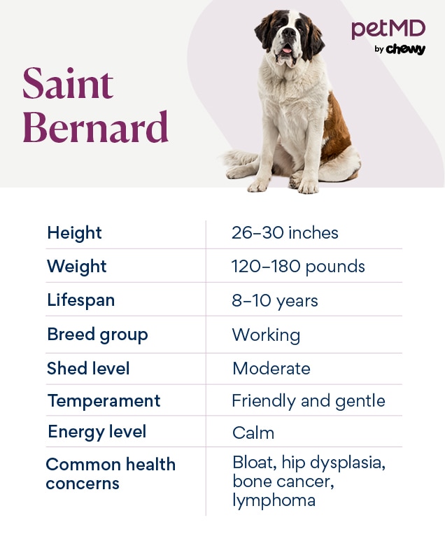 Saint Bernard giant dog breed overview, photo with facts