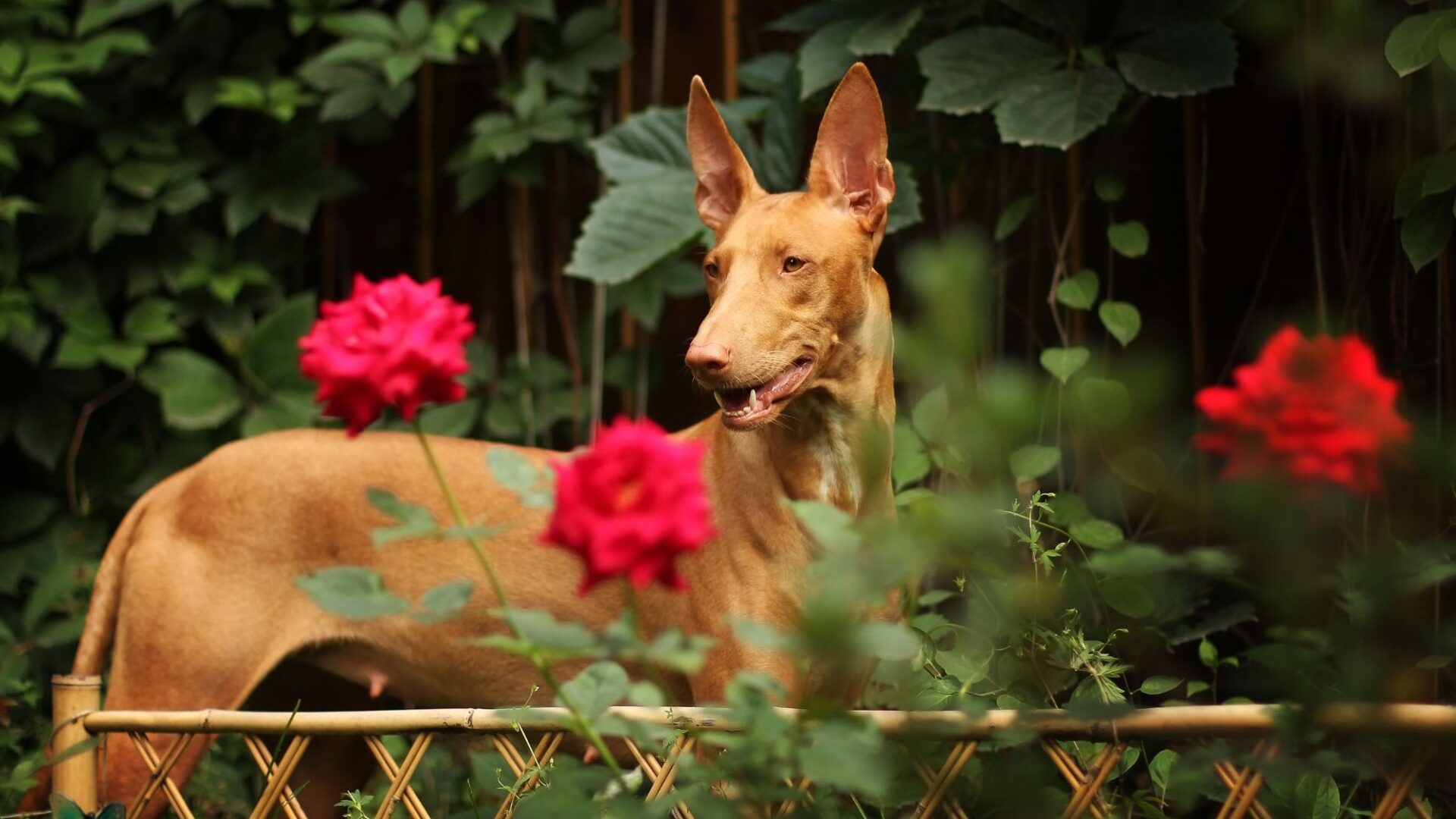 ancient Pharaoh Hound "blushing dog" in secure rose garden