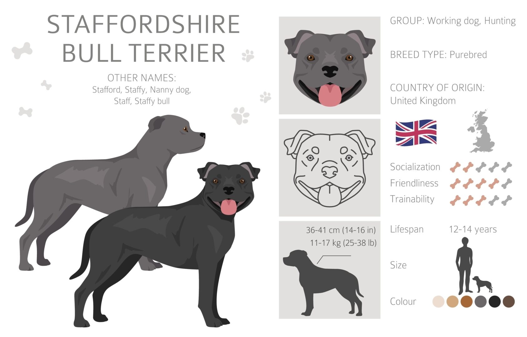 Staffordshire Bull Terrier "staffy" ideal owner & lifestyle