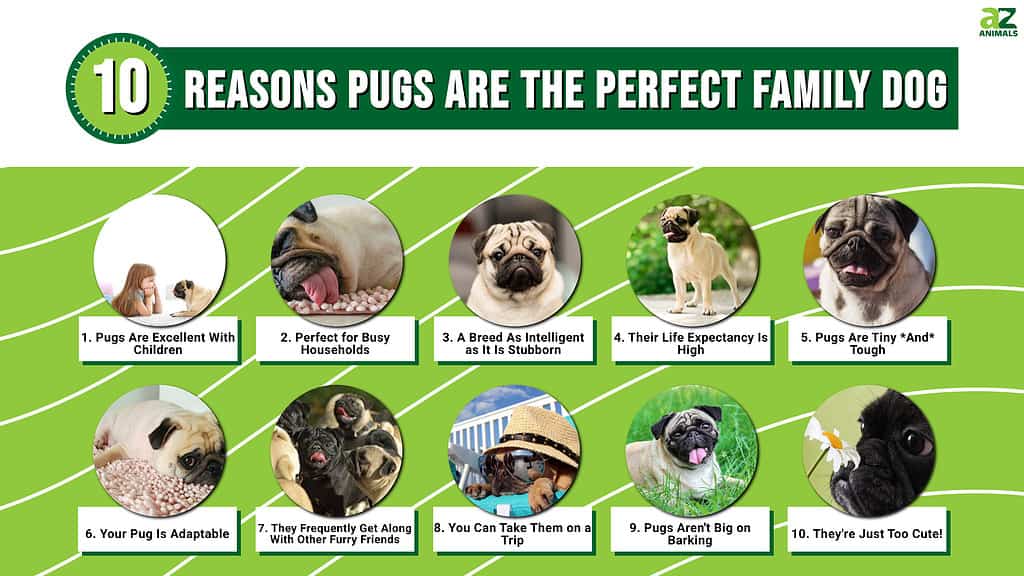 10 reasons pugs are the perfect family dog