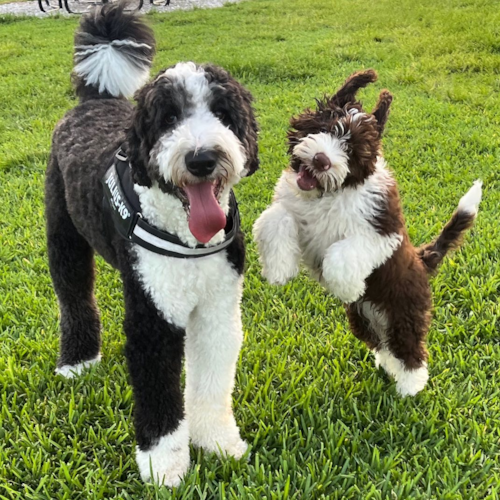 Portuguese Water Dog puppy cost