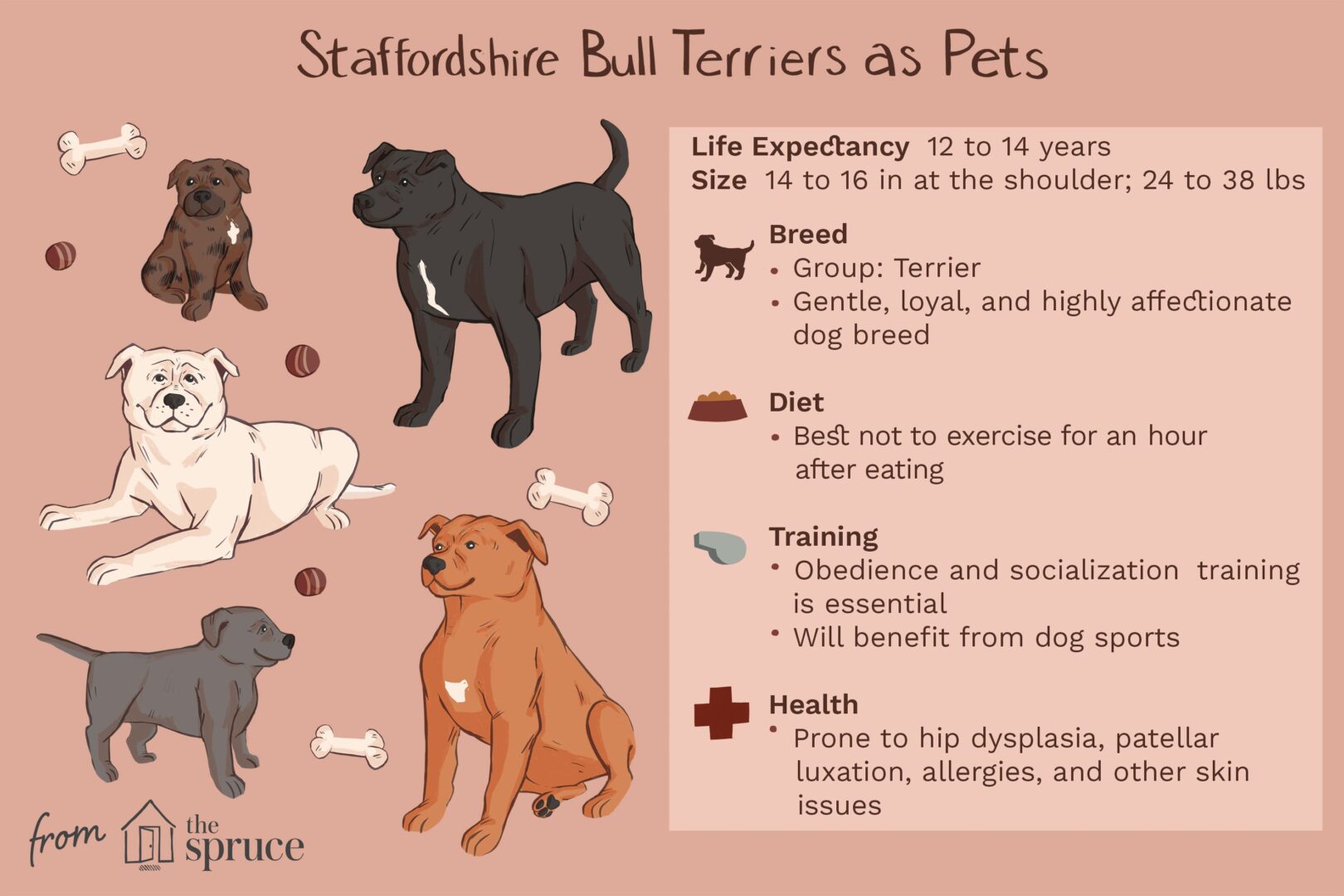 Staffordshire Bull Terriers "Staffy" as pets