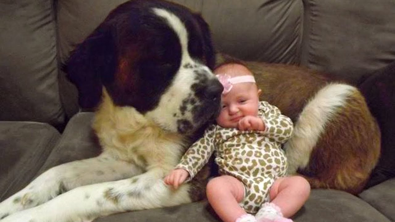 Saint Bernard giant dog breed kid & family friendly, here featured nuzzling a baby girl
