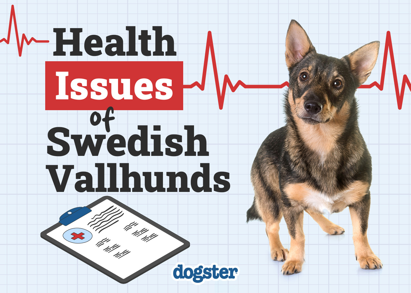 swedish vallhund Health and Care Guidelines