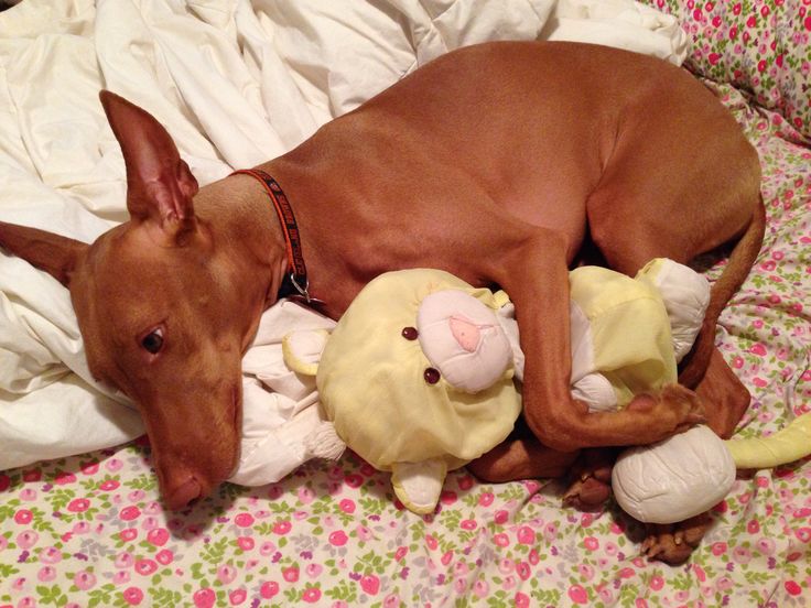 family friendly Pharaoh Hound "blushing dog" cuddles stuffed toy