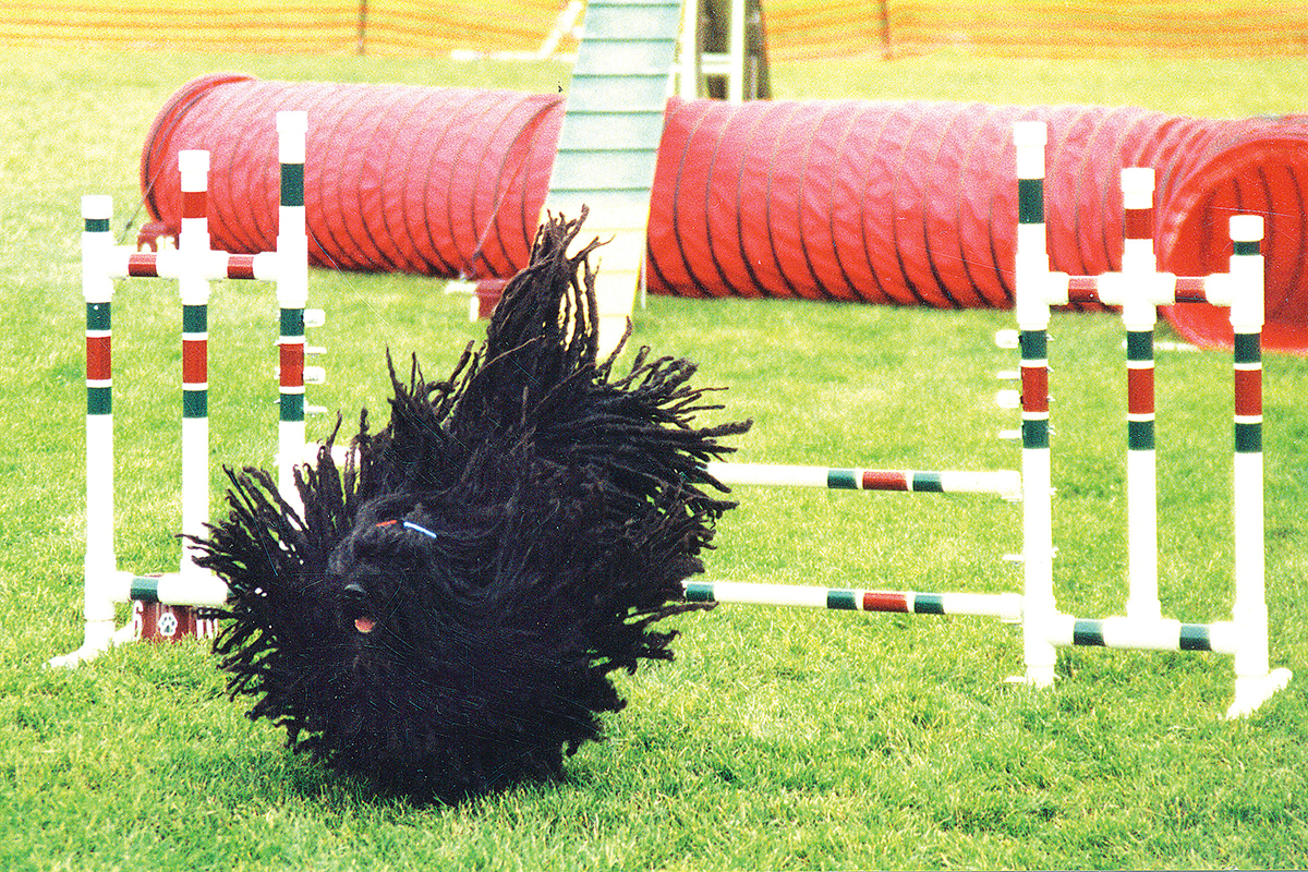black puli springs over jumps at agility course