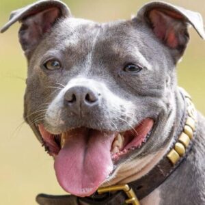 Staffordshire Bull Terriers "Staffy" dog breed
