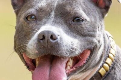 Staffordshire Bull Terrier “Staffy”: Breed Standards, Training, Pros & Cons | Bull Terrier & American Pitbull Comparison