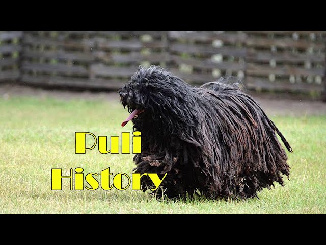 puli dog breed Hungarian history & origins