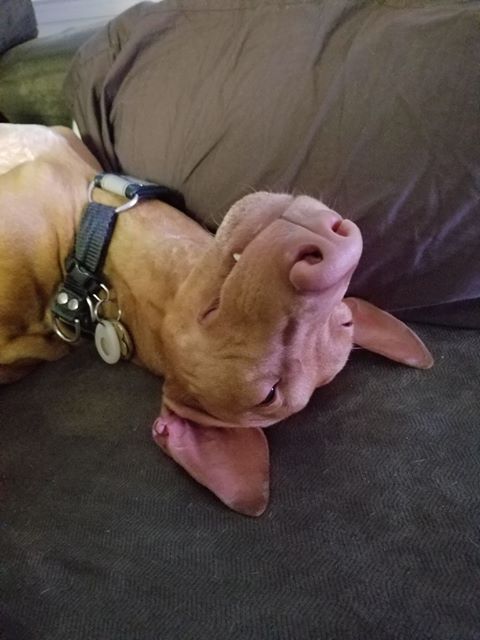 ancient Pharaoh Hound "blushing dog" happy on couch