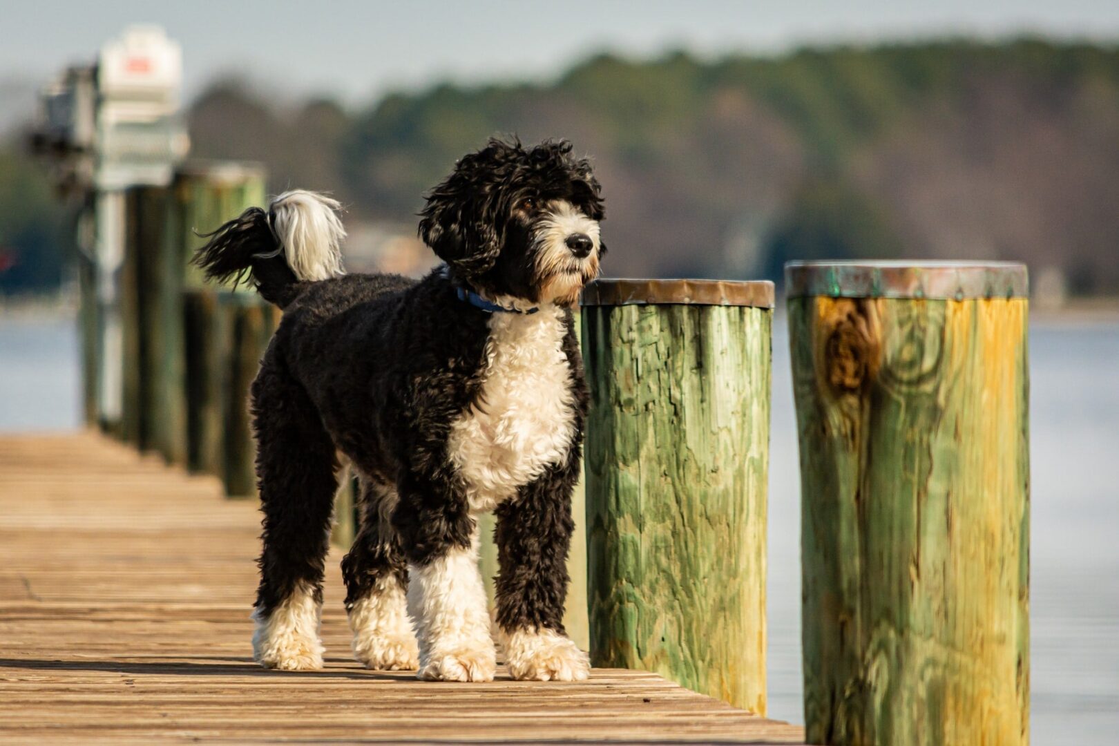 Portuguese Water Dog family friendly & athletic at pier