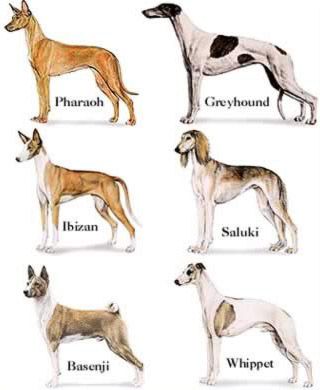 illustration of sighthound profile comparison