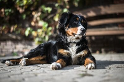Bernese Mountain Dog Adoption Guide: Pros, Cons, Cost, Compatibility & Longevity
