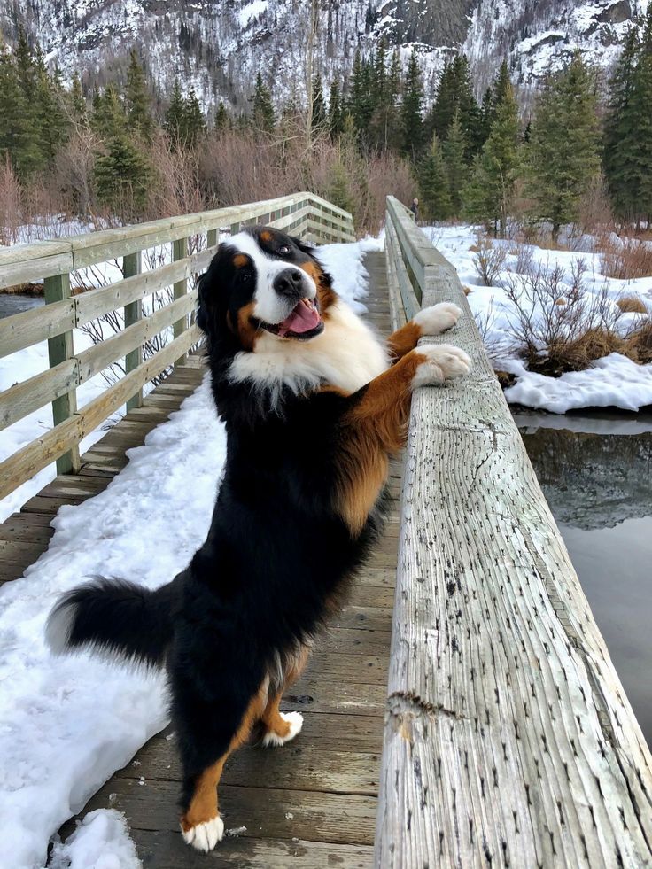 Bernese Mountain Dog Adoption Guide: Pros, Cons, Cost, Compatibility & Longevity