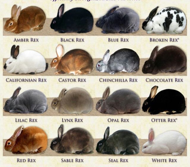 Mini Rex and Rex Rabbit Breeds