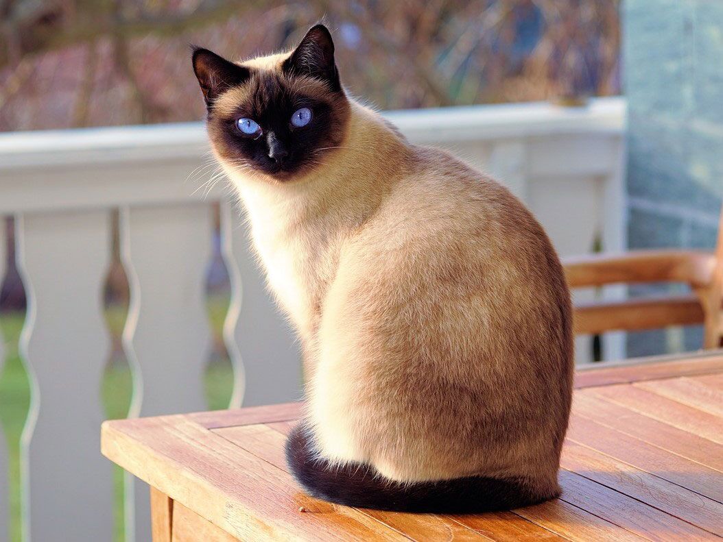 siamese cat seated on corner of table on a porch