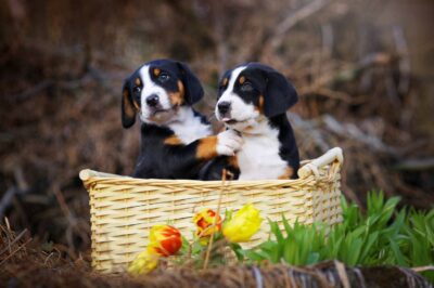Bernese vs Greater Swiss Mountain Dog: Which Gentle Giant Fits Your Family?