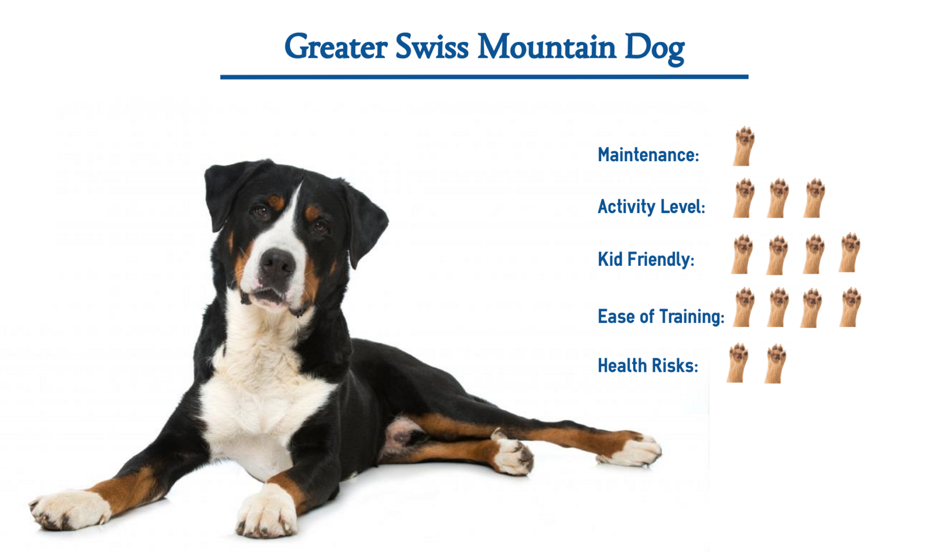 greater swiss mountain dog overview: seated with specs