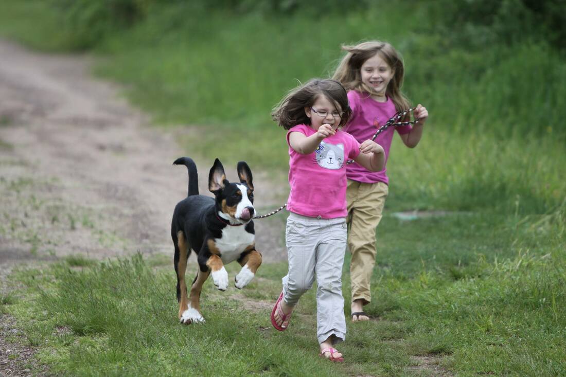 greater swiss mountain dog as family pet: puppy running with two girls