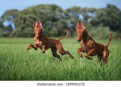 2 Pharaoh Hounds frolicking in field