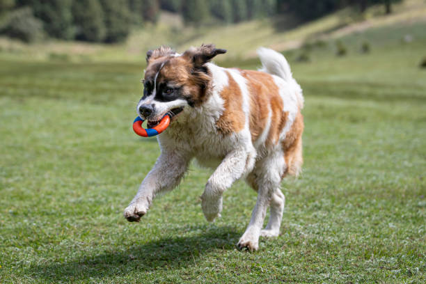 Saint Bernard runs with toy on green grass in field demo exercise needs & energy level