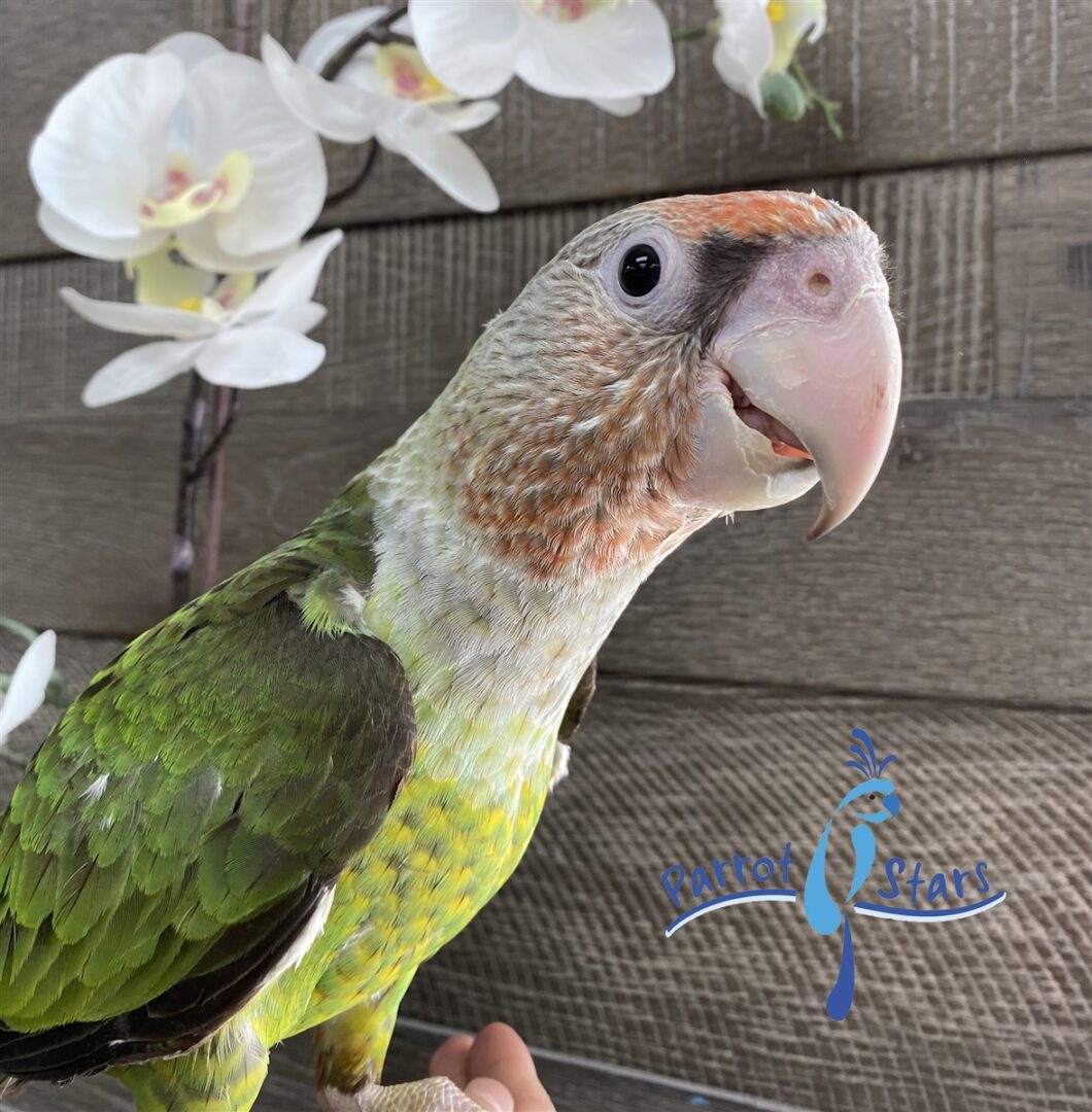 Poicephalus Parrot Compatibility & Comparison: Cost, Care & Size vs Senegal, Red-Bellied, Brown-Headed & Meyers