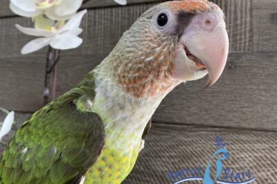 Poicephalus Parrot Compatibility & Comparison: Cost, Care & Size vs Senegal, Red-Bellied, Brown-Headed & Meyers