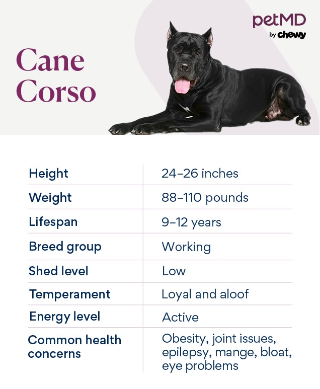 cane corso dog breed overview by petmd