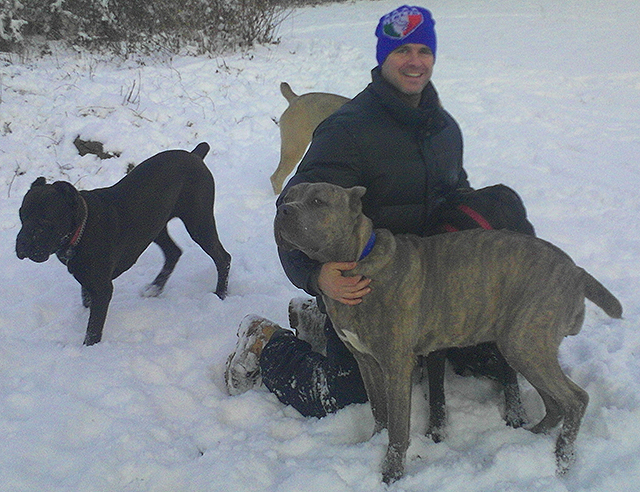 man in snow with pack of 3 cane corso dogs