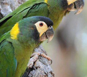 Yellow-Collared Macaw Adoption: Identifying, Origin, Cost, Care & Personality vs Green Cheek Conure & Hahn
