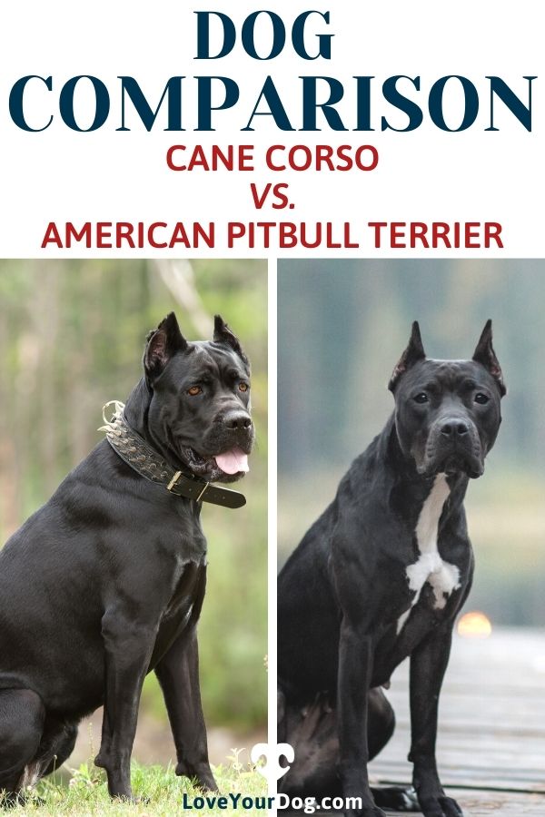 cane corso vs american pitbull terrier