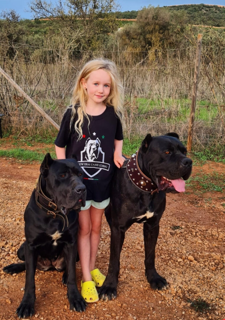 Girl with two Cane Corso dogs