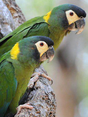 Yellow-Collared Macaw Adoption: Identifying, Origin, Cost, Care & Personality vs Green Cheek Conure & Hahn
