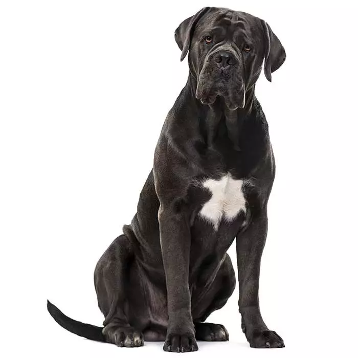 ane Corsos are known for their loyalty and protective nature, making them excellent guard dogs and family companions.