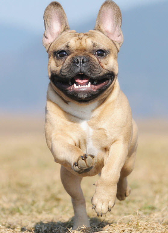 fawn French bulldog running