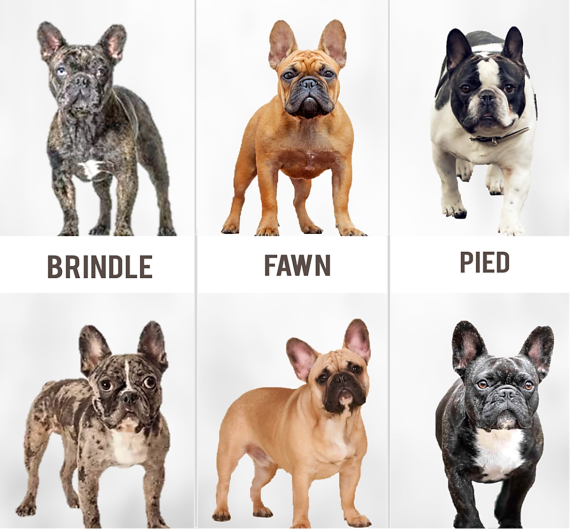 french bulldog breed coat colors