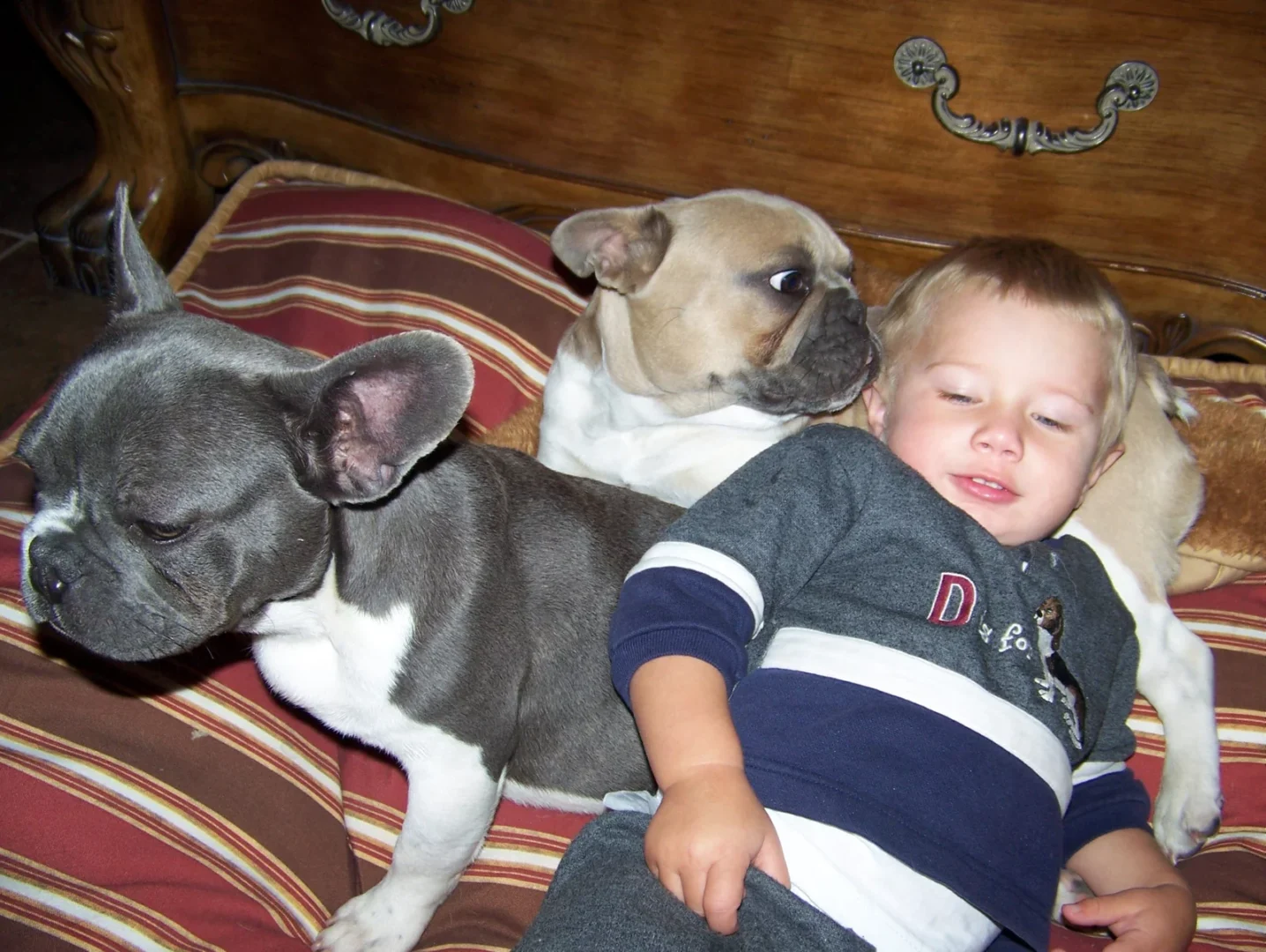 french bulldogs on bed with little boy