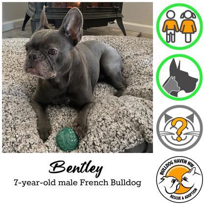 charcoal grey French bulldog on bed with adoption profile