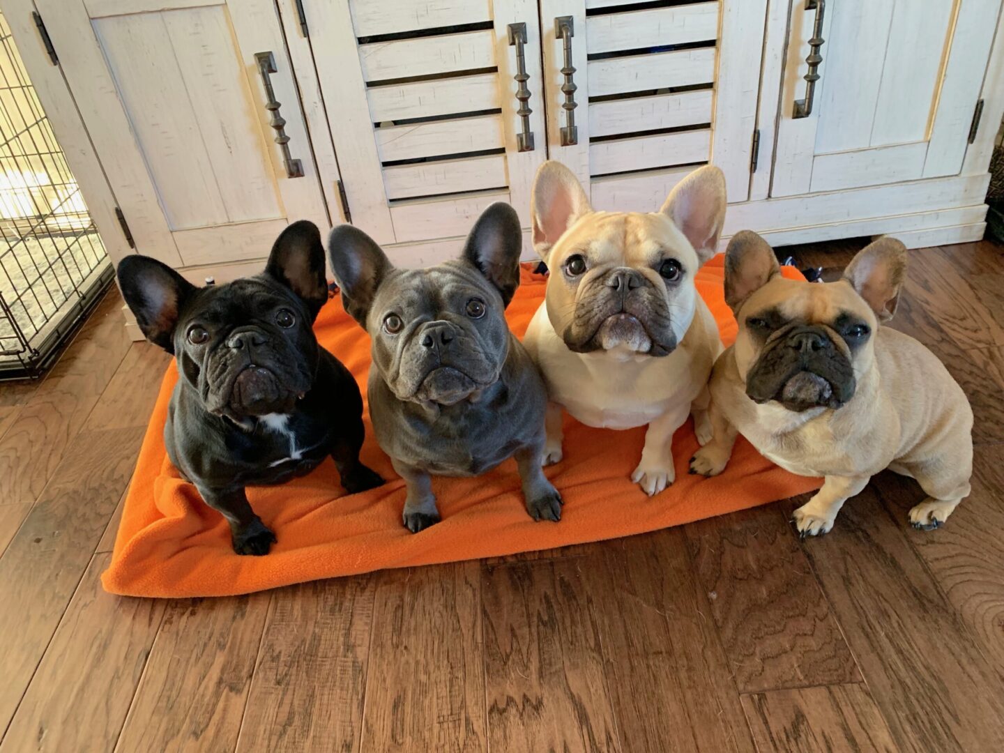 pack of french bulldogs looking up from orange bed with different coat colors