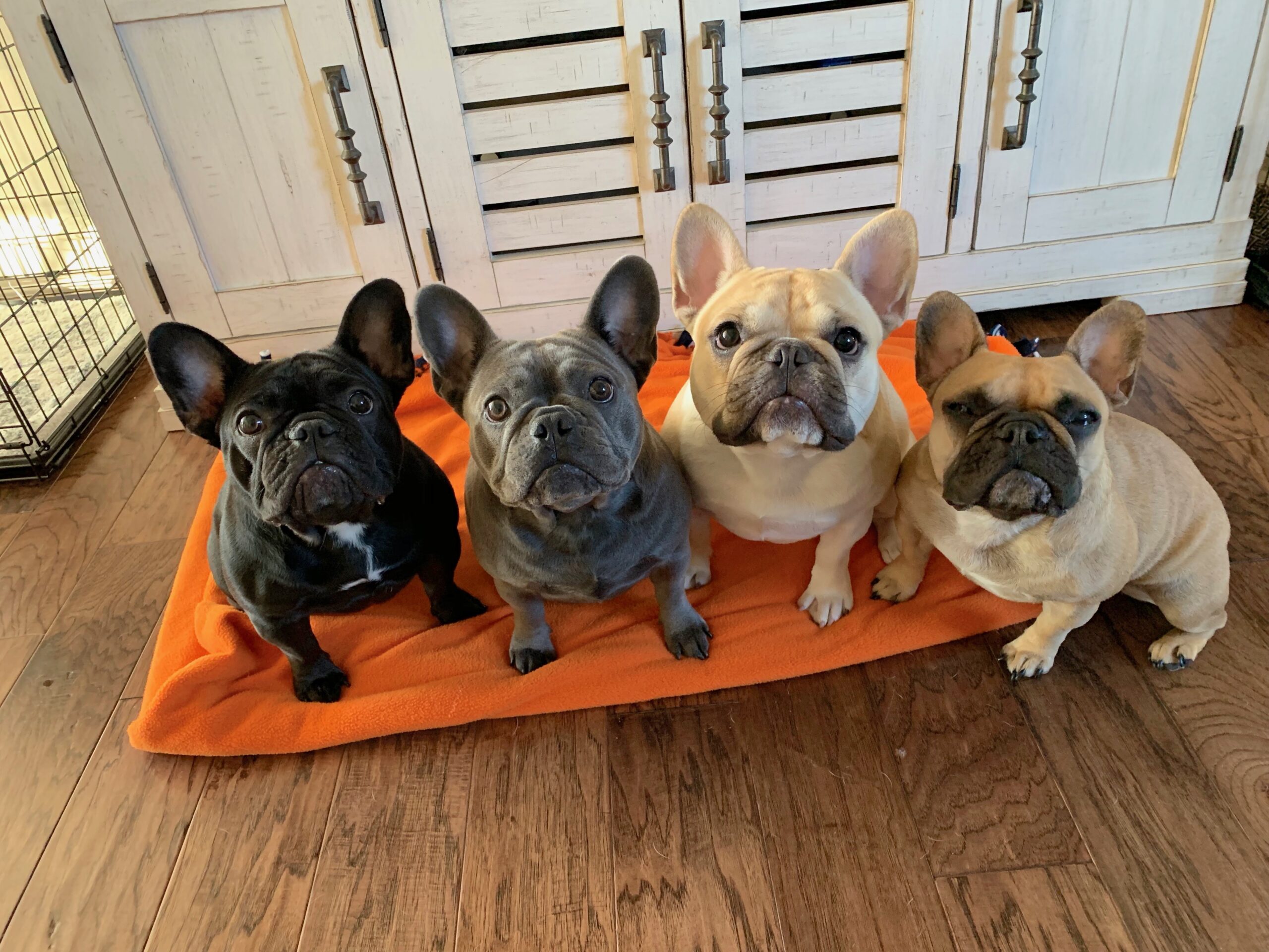 pack of french bulldogs looking up from orange bed with different coat colors