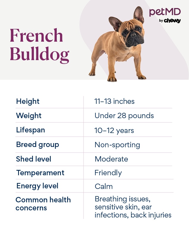 french bulldog breed facts by petmd