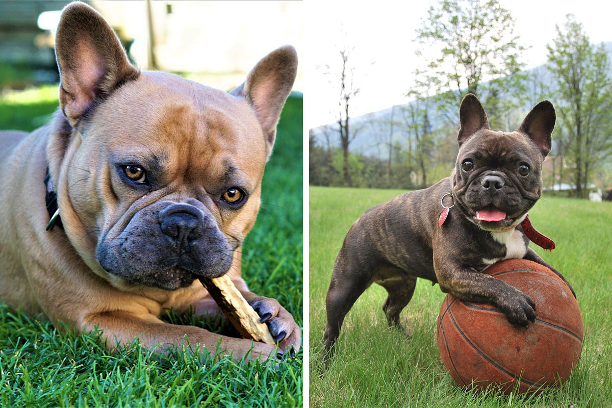 french bulldogs outside with treats & toys