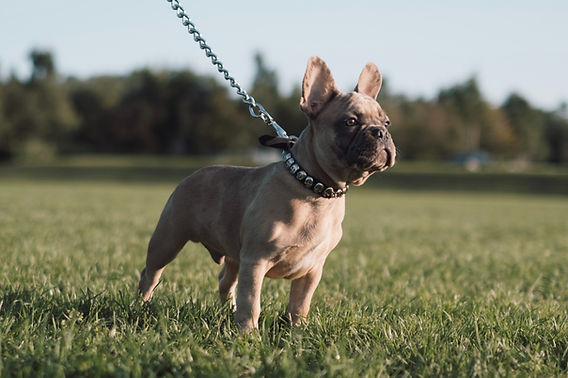 leashed french bulldog stares into distance