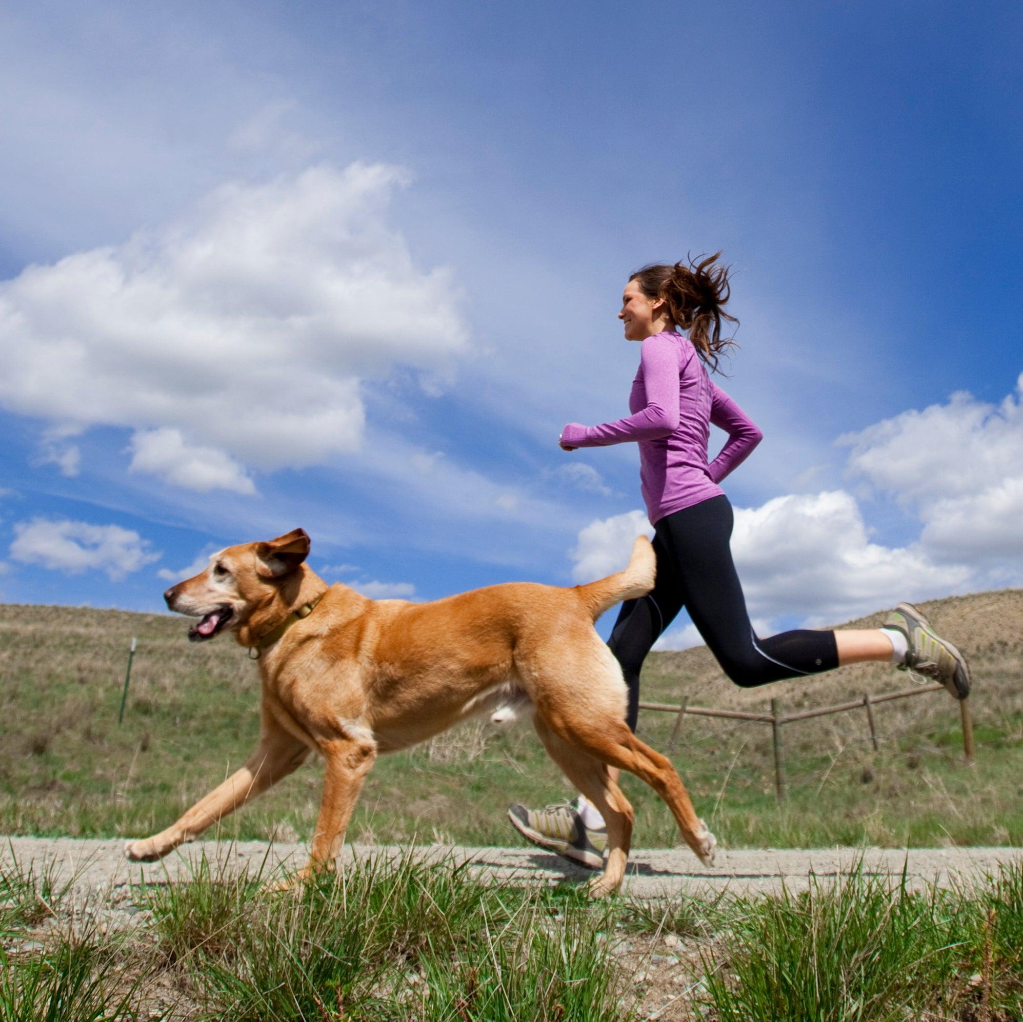 Activity level, environment, schedule, and expectations strongly influence compatibility between owner and pet