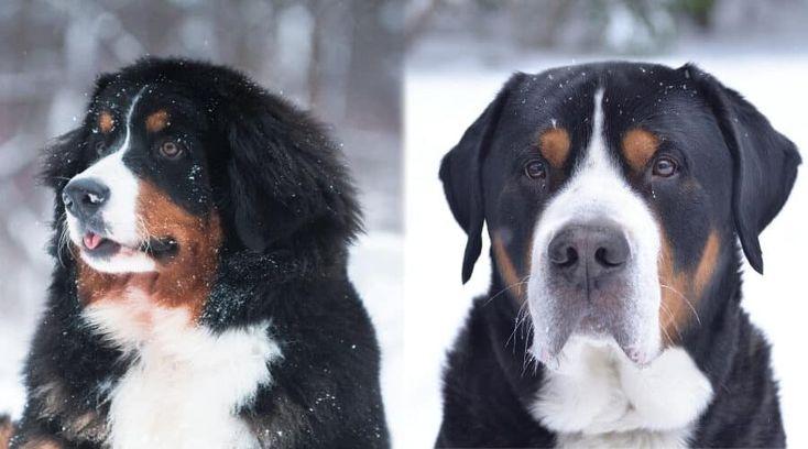 bernese mountain dog vs greater swiss mountain dog side by side head shots