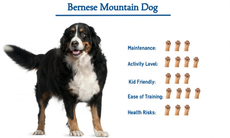 bernese mountain dog breed facts: maintenance, activity, kid & family friendly, training & health with photo of dog at angle to camera standing