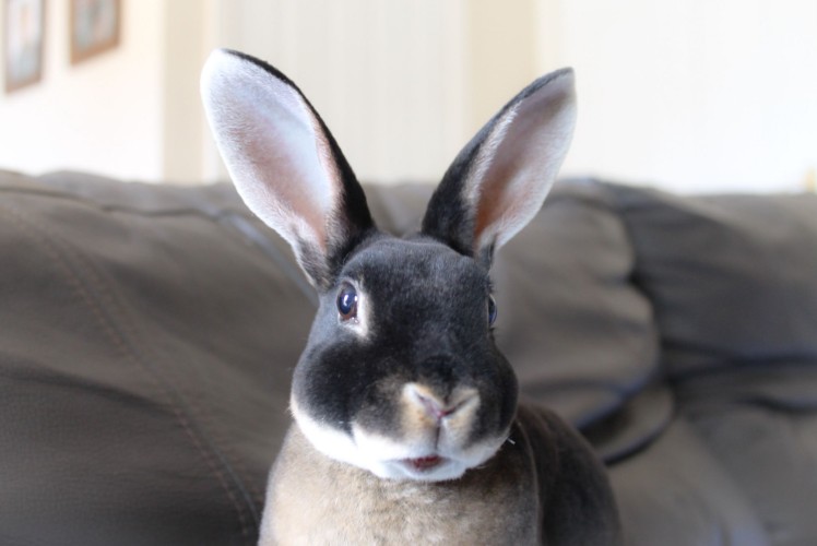 black otter headshot, house rabbit seated on couch
